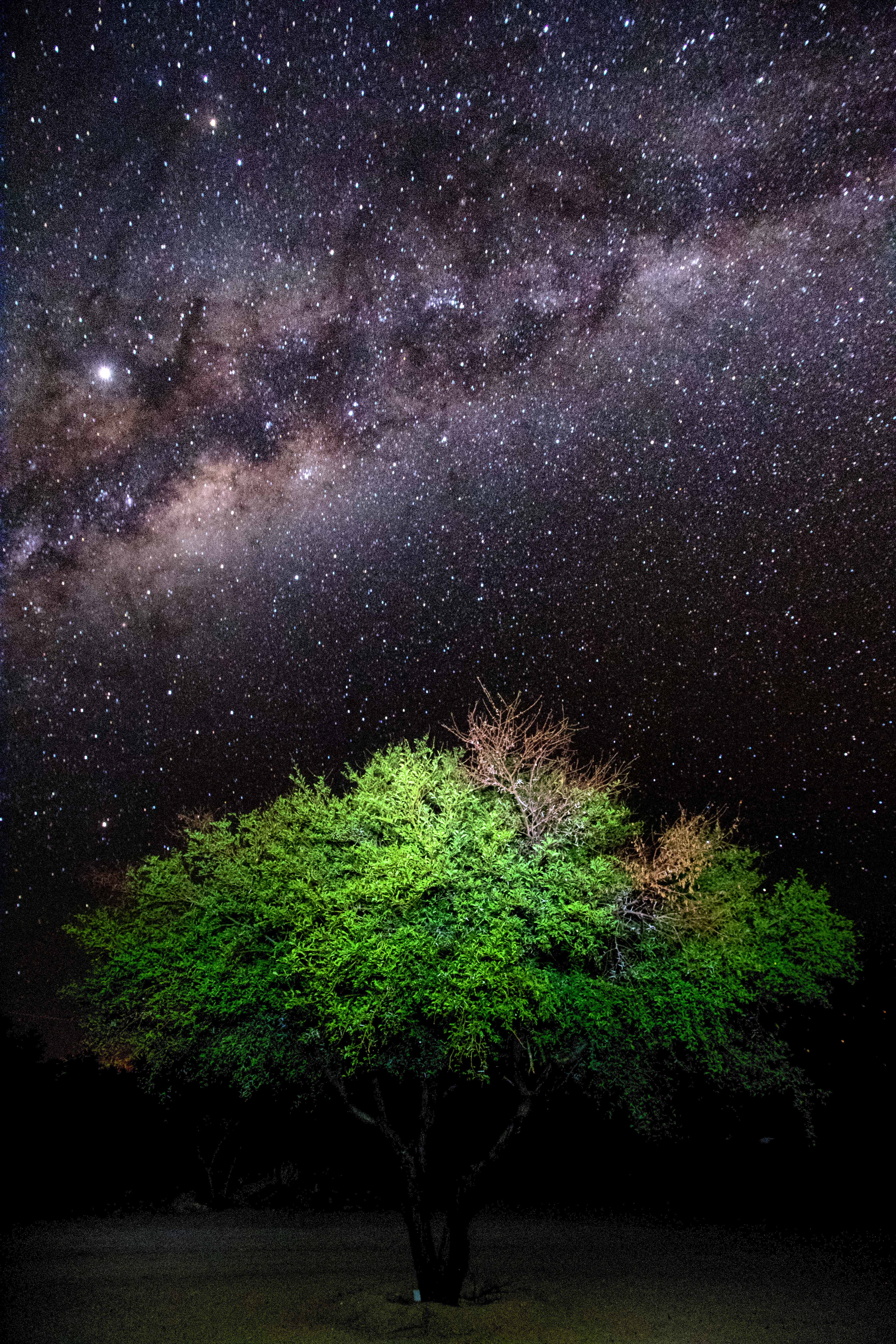 Tree and stars